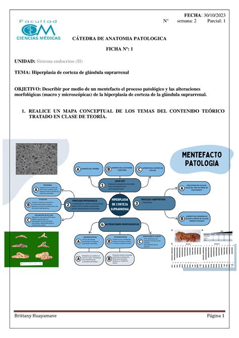 Pato T P Sistema Endocrino C Tedra De Anatomia Patologica Ficha N