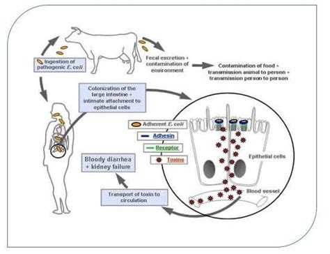 Mechanism Of Invasion Of Diarrheagenic E Coli In Host John