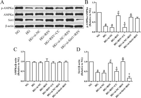 Effects Of Compound C Or Sirt1 Silencing On RSV Mediated AMPK Sirt1