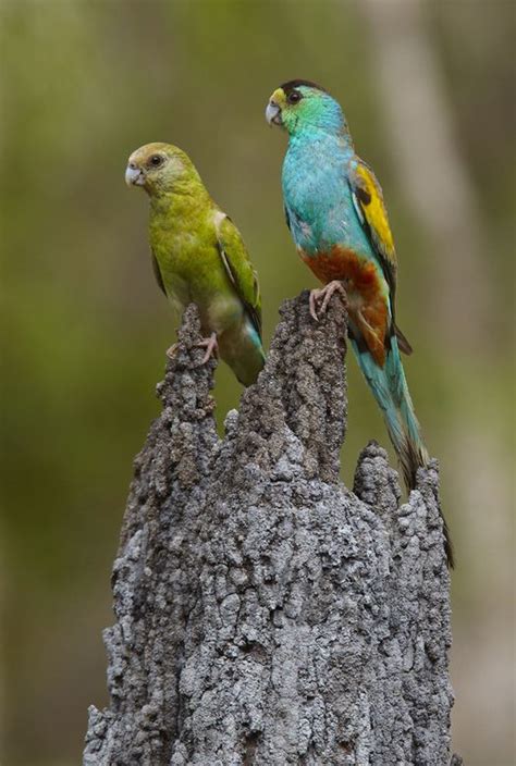 Golden shouldered parrot - Alchetron, the free social encyclopedia