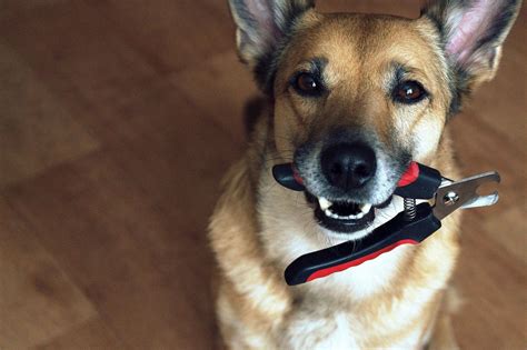 11 Dog Nail Trimming Tips The Importance Of Puppy Pedicures