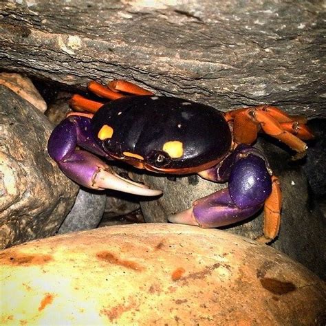 Halloween-themed crabs at Sacramento Zoo also suited for Giants’ fans ...