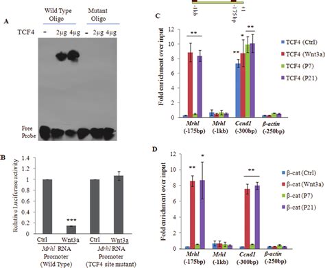 Catenin And Tcf Occupancy Of The Mrhl Rna Promoter At The Tcf