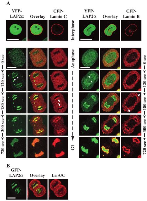 Lap2α Dynamics In Relation To Lamins A Hela Cells Stably Expressing