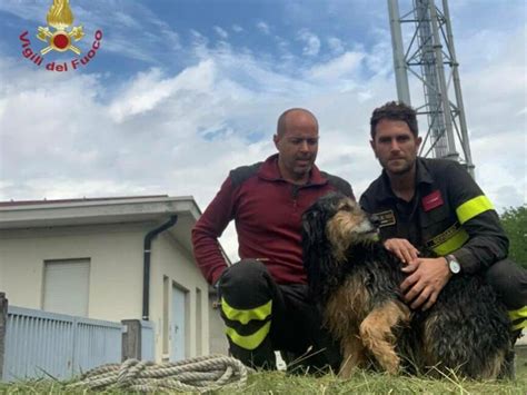 Cane Cade Nel Canale Della Centrale Elettrica Salvato Dai Vigili Del