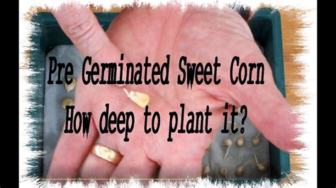 Grow Sweet Corn Best Planting Depth Take Professional Advice YouTube