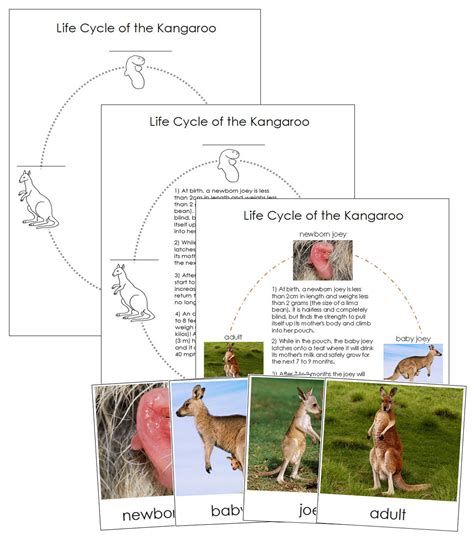 The Kangaroo Life Cycle 3-Part Cards & Charts Montessori | Etsy