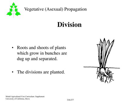 Ppt Types Of Vegetative Propagation Powerpoint Presentation Free