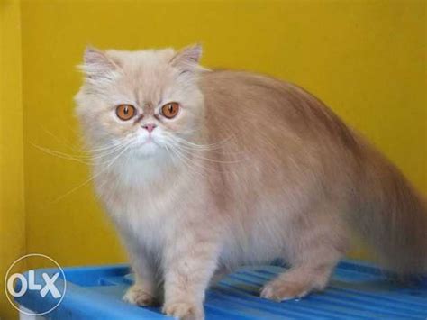 Jual Kucing-Kucing Lucu: Kucing Persia Flatnose Betina Proven Bandung