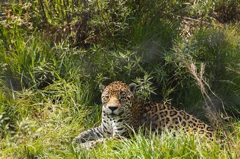 Santuario Jaguar inaugura un área de Crianza Salvaje National