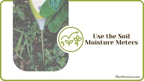 How to Check Soil Moisture In Potted Plants: Tips To Know - Plant America