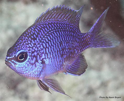 Fish Index: Purple Chromis (Chromis scotti)