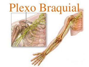 Plexo braquial definición anatomía función origen ramas y más