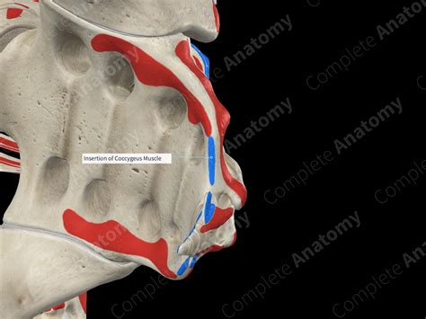 Insertion Of Coccygeus Muscle Complete Anatomy