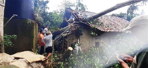 Pohon Tumbang Akibat Hujan Disertai Angin Kencang Timpa Rumah Di