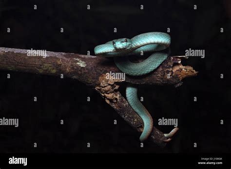 Sunda island pit viper fotografías e imágenes de alta resolución Alamy