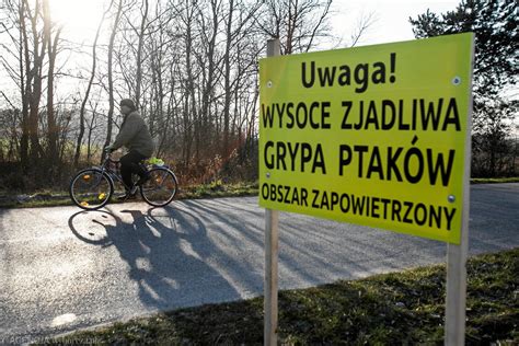 Ptasia grypa w gminie Ostrów na Podkarpaciu Wyznaczono obszary