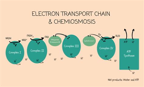 Solution Electron Transport Chain Chemiosmosis Flowchart Studypool