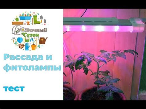 Как выбрать фитолампу? Фитолампы для рассады. Разновидности фитоламп ...