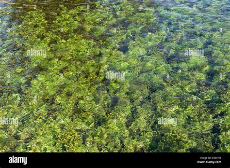 Giant Springs State Park, Great Falls, Montana, USA Stock Photo - Alamy