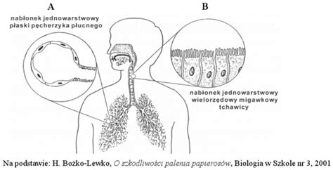 Schemat Budowy Uk Adu Oddechowego Biologia Uk Ad Oddechowy Uk Ad