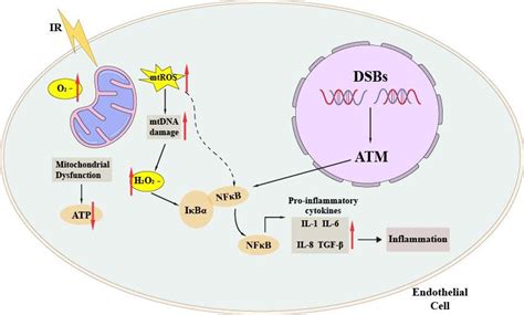 Radiation Induced Inflammation In Endothelial Cells Ir Exposure