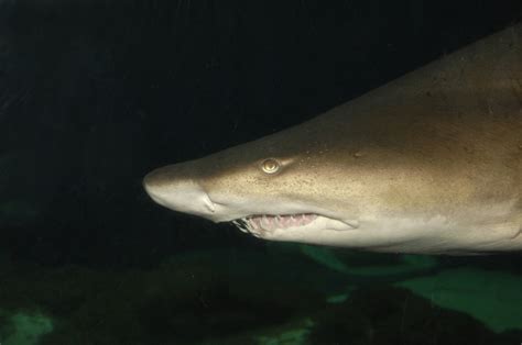 Sand-Tiger Shark – "OCEAN TREASURES" Memorial Library