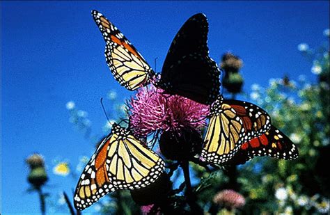 Monarchs On Thistle Monarchs Butterflies Thistle Four Hd Wallpaper