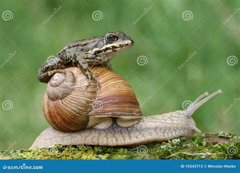 Frog on snail stock image. Image of conker, conch, taxicab - 10343713