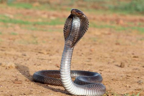 Ovelha Curiosa Top 10 Cobras Mais Venenosas Do Mundo Descubra As