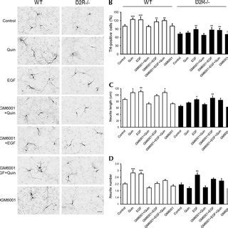 Double Immunohistochemical Staining Of TH With ADAM10 Or ADAM17 In The