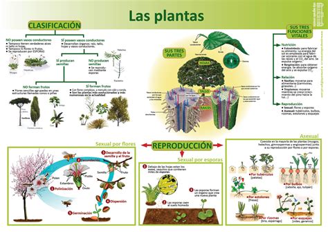 Infografías De Ciencias Naturales Ciencias Naturales Ciencias De La Naturaleza Clasificación