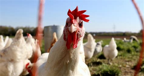 Exportação de carne de frango in natura do Brasil tem recorde em abril