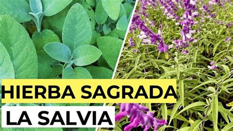 Esta Planta Medicinal No Debe Faltar En Tu Casa Sus Propiedades Y