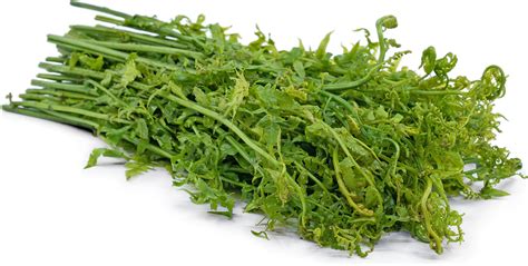 Paku Pakis Information And Facts