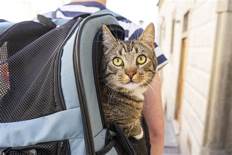 Nak Bawa Kucing Ke Hotel Kucing Inilah Perkara Penting Yang Anda Perlu