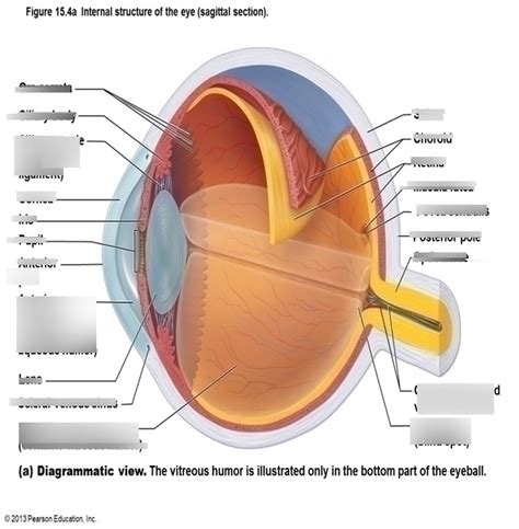 Eyeball Structure Diagram Quizlet