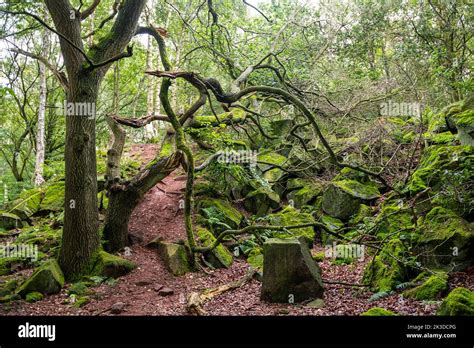 Spooky Old Wood Stanton Moor Peak District Derbyshire Uk Stock
