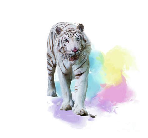 White Tiger Watercolor Painting Digital Art By Svetlana Foote Fine