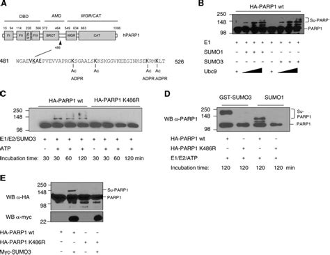 PARP1 Is Sumoylated At K486 In Vitro And In Vivo A Schematic Overview