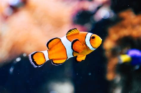 Quels Types De Poissons Tropicaux Peuvent Vivre Ensemble