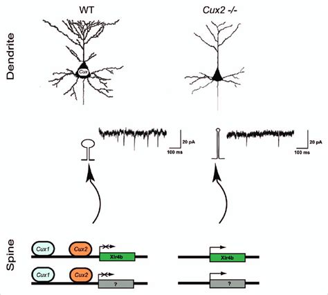 Cux Genes Control Dendrite Branching And Synaptogenesis Cux1 And Cux2