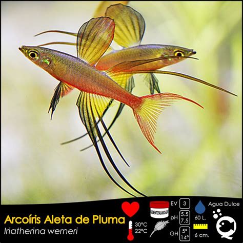 Arcoíris Aleta de Pluma De venta en Aquatic Shop Acuario Aquarium