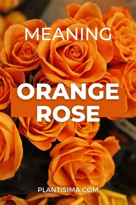 Orange Roses Meaning Rosa Tropicana Hidden Symbolism Orange Roses Rose Meaning Orange Rose