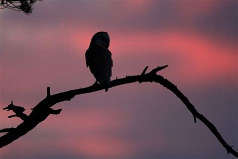 Sunset Silhouetted Barn Owl Photograph By Phil Mclean Owl