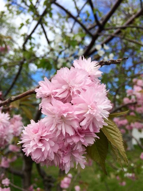 Pink Flowers Blooming On The Branches Of Trees