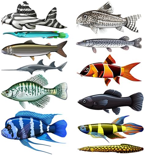 12 new breed fish species | FISHAO website