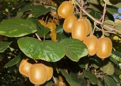 30 Samen Kiwi Actinidia chinensis leckere Früchte Chin