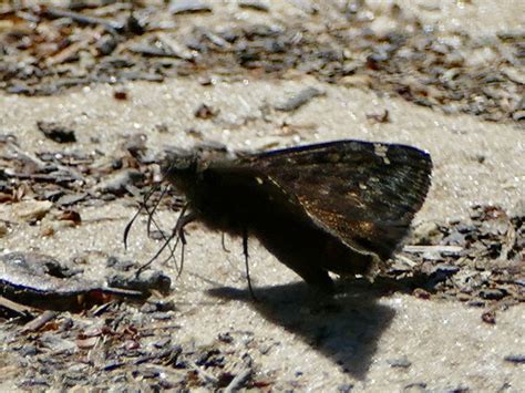 Horace S Duskywing From Crescent Lake Conservation Area On March 19