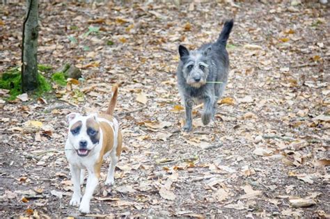 Dogs Of Different Breeds Stock Photo Image Of Hound 258055532